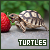 Turtles
