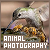 Animal/Wildlife Photography