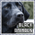 Black Animals