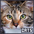 Cats & Kittens