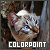 Colorpoint Cats