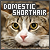Domestic Shorthair Cats