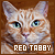 Red/Orange Tabby Cats