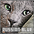 Russian Blue Cats