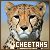 Cheetahs