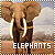 Elephants