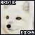 Arctic Fox