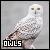 Owls