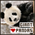Giant Panda